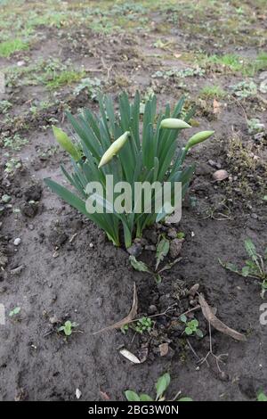 Foglie e boccioli di narcisi Foto Stock
