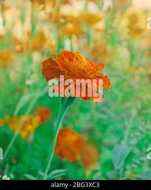 Maroon francese e fiori bicolore arancio. Marigolds rosso intenso con bordi dorati. Foto Stock