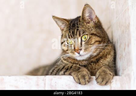 Gatto tabby primo piano, fuoco selettivo. Spazio di copia. Foto Stock