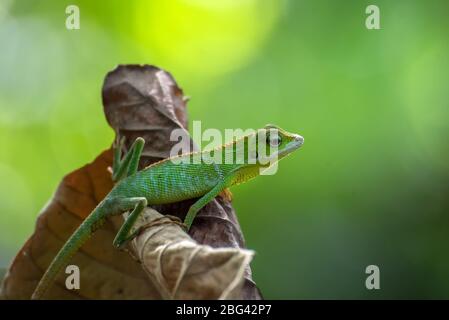 Lucertola di foresta maneggiato su una foglia secca, Indonesia Foto Stock