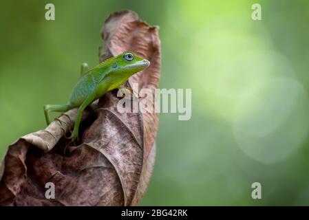 Lucertola di foresta maneggiato su una foglia secca, Indonesia Foto Stock