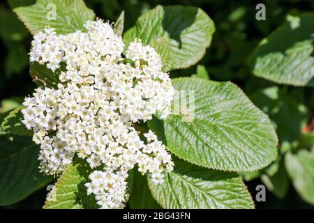 Primo piano dei fiori bianchi del Wayfaring Tree (Viburnum lantana) in primavera. Foto Stock