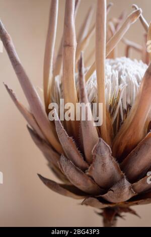 Vista laterale del fiore nazionale del Sud Africa, il Protea Foto Stock