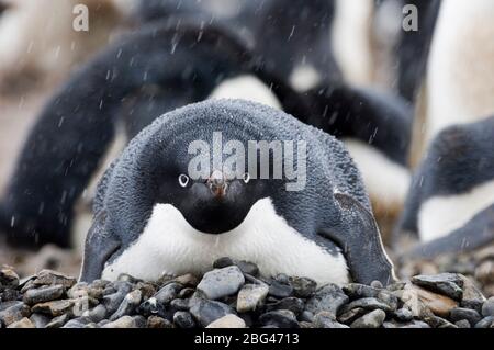 Adelie Penguin Pygoscelis adeliae incubare su nest Brown Bluff Penisola Antartica Foto Stock