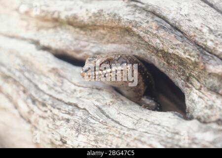 Pattina di albero-fessura che guarda attraverso un buco in un ramo, Australia Foto Stock