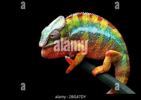Ritratto di un camaleonte pantera su un ramo, Indonesia Foto Stock