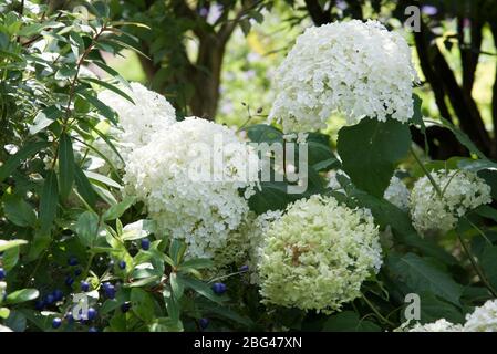 hydrangea arborescens annabelle Foto Stock
