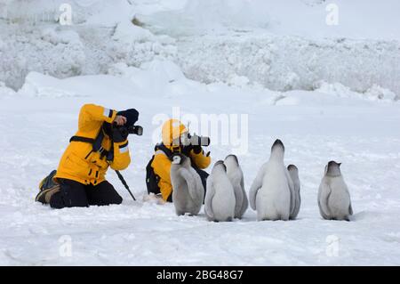 Eco turisti fotografare l'imperatore Pinguino Apptenodytes forsteri pulcini sul ghiaccio marino a Snow Hill Island colonia in Weddell Mare Antartide Foto Stock