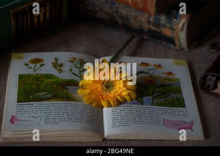 Un asteraceae su un libro di identificazione di fiori su una scrivania decorata con botanica vintage libri-botanico dilettante antico o Gardner concetto Foto Stock