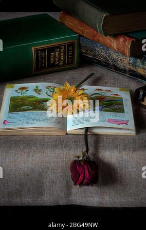 Un asteraceae su un libro di identificazione di fiori su una scrivania decorata con botanica vintage libri-botanico dilettante antico o Gardner concetto Foto Stock