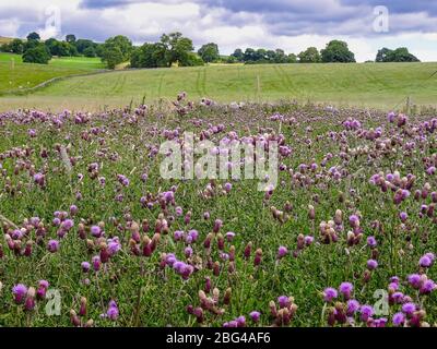 Un gruppo di thistle in crescere selvaggio in campi e prati vicino a Malham, Yorkshire Dales National Park, Regno Unito Foto Stock