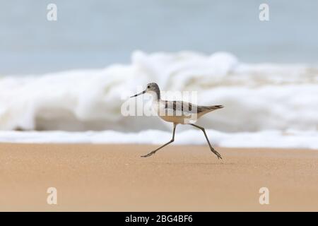 Comune gambo verde (Tringa nebularia) avvistato in spiaggia. Foto Stock