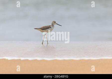 Comune gambo verde (Tringa nebularia) avvistato in spiaggia. Foto Stock