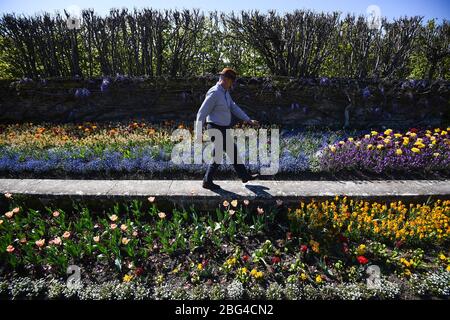 Il responsabile operativo di Gardens and Estates Graham Dillamore cammina nel giardino dello stagno all'Hampton Court Palace, nel sud-ovest di Londra, che è stato temporaneamente chiuso mentre il Regno Unito rimane in blocco durante la pandemia di coronavirus. Foto Stock