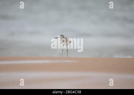 Comune gambo verde (Tringa nebularia) avvistato in spiaggia. Foto Stock