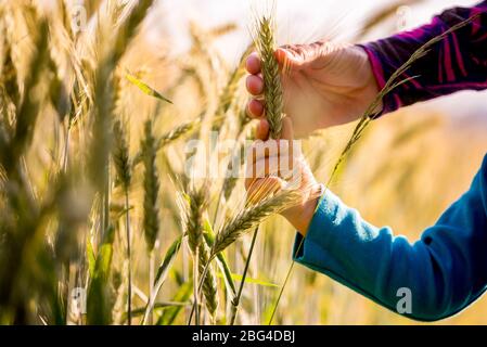 Bambino e donna che tiene un orecchio maturo di grano che cresce in un campo agricolo in un'immagine concettuale, vista ravvicinata delle loro braccia e mani. Foto Stock