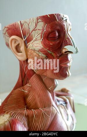 Un modello anatomico che mostra la muscolatura del viso, del collo e delle spalle. I modelli anatomici sono comunemente utilizzati per scopi di formazione, in quanto fanno per Foto Stock