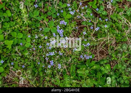 Piccoli piccoli fiori viola che sono selvaggi blu-eyed erba mescolata con trifoglio di tre foglie e erba sulla terra nelle prime texture dello spazio di copia di primavera Foto Stock