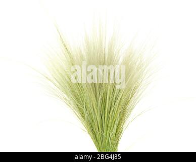 Piuma Grass o Needle Grass, Nassella tenuissima isolato su bianco Foto Stock