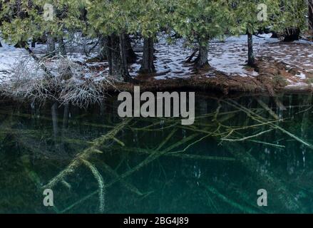 Radici e alberi caduti in acqua blu chiara di una sorgente sotterranea Foto Stock