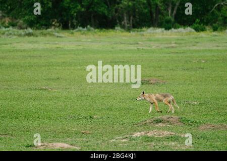 Ampia vista panoramica di una covaia che cammina attraverso un prato verde Foto Stock