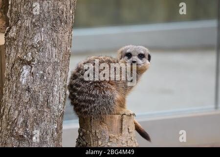 Un singolo meerkat dalla coda snella alla Noah's Ark Zoo Farm di Bristol, INGHILTERRA, Regno Unito Foto Stock