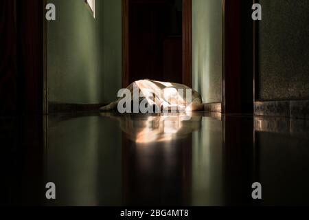 Cane Labrador sdraiato al sole a casa Foto Stock