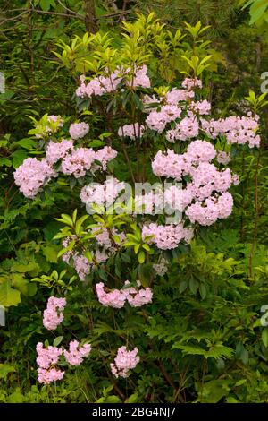 La montagna Laurel in fiore nelle Pocono Mountains della Pennsylvania Foto Stock