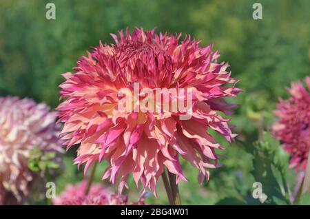 Grande combinazione fuzzy di pesca e colore rosa fiore Dahlia Foto Stock