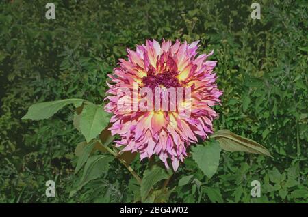 Semi cactus Dahlia. Primo piano di rosa giallo bianco semi cactus dahlia Foto Stock