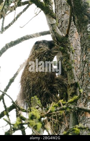 Vista dal basso di un porcpino selvatico che sale un albero nella foresta Foto Stock