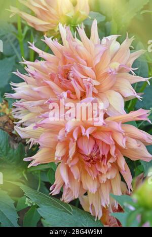 Grande combinazione fuzzy di pesca e colore rosa fiore Dahlia Foto Stock