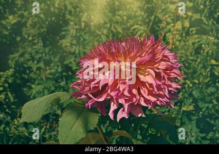 Grande combinazione fuzzy di pesca e colore rosa fiore Dahlia Foto Stock