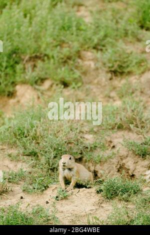 Primo piano di un cane prateria che esce dal suo burrow nei badlands Foto Stock