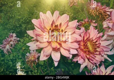 Petalo rosso Dahlia. Mini rosso dahlia in giardino Foto Stock