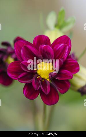 Petalo rosso Dahlia. Mini rosso dahlia in giardino Foto Stock