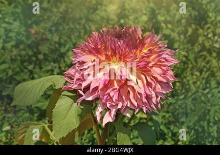 Grande combinazione fuzzy di pesca e colore rosa Dahlia fiore sullo sfondo di foglie verdi Foto Stock