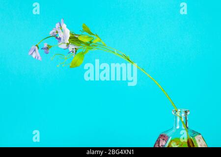 fiore artificiale in bottiglia di brandy di vetro dipinta a mano su sfondo color pastello acquamarina Foto Stock
