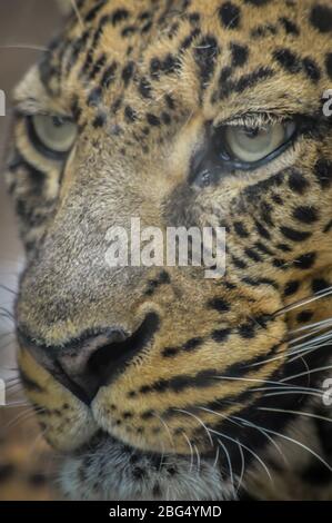 Ritratto di leopardo - molto vicino su fronte e vista di leopardo. Foto Stock