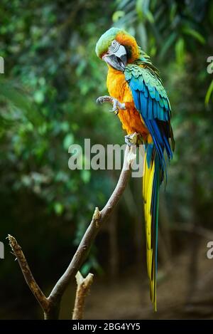 Macaw blu e giallo seduto su un ramo (Ara ararauna) Foto Stock