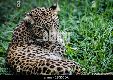 Bellissimo ritratto di leopard - primo piano su leopard che si stende sull'erba e guarda la fotocamera. Foto Stock