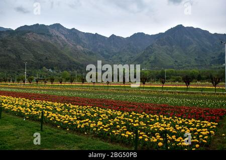 Una vista di un deserto Asia più grande giardino Tulip durante un blocco nazionale.il blocco imposto per aiutare a combattere la diffusione di pandemia di coronavirus nella valle del Kashmir è stato esteso fino al 03 maggio 2020. Il numero di casi COVID-19 in Jammu e Kashmir è salito a 354, mentre altre quattro persone hanno provato positivo per il virus, ha detto lunedì. Foto Stock