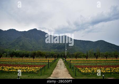 Una vista di un deserto Asia più grande giardino Tulip durante un blocco nazionale.il blocco imposto per aiutare a combattere la diffusione di pandemia di coronavirus nella valle del Kashmir è stato esteso fino al 03 maggio 2020. Il numero di casi COVID-19 in Jammu e Kashmir è salito a 354, mentre altre quattro persone hanno provato positivo per il virus, ha detto lunedì. Foto Stock