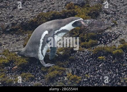 Humboldt Penguin (Sphenisco humboldti) Adulti che salgono sulla scogliera Pucusana, Perù marzo Foto Stock