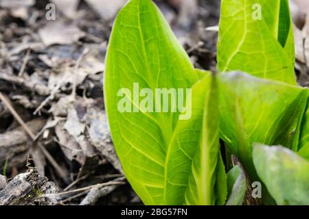 Skunk cavolo germogliato a Springtime Foto Stock