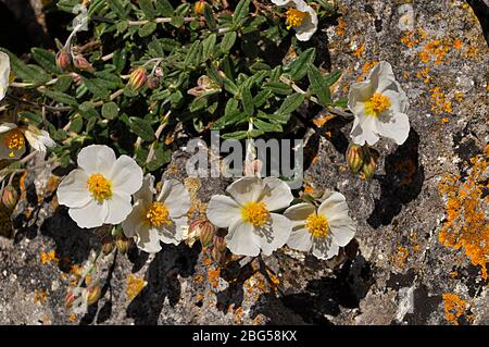 Wild White Rock - rosa contro licheni coperto rocce su Brean Down, Somerset Foto Stock