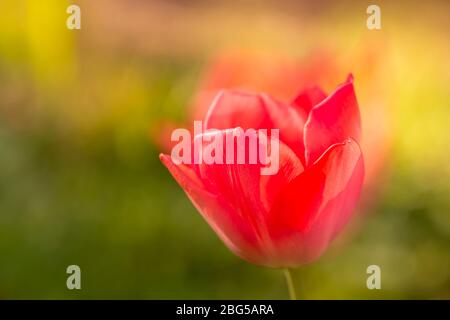 tulipano - testa di fiore Foto Stock