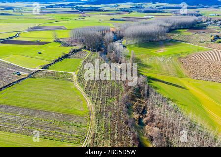 Area agricola e pioppi boschetto. Foto Stock