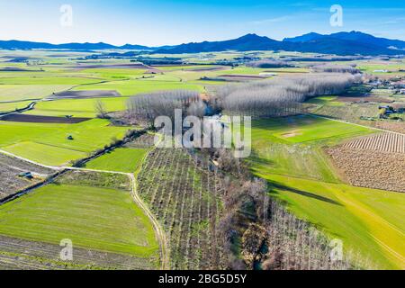 Area agricola e pioppi boschetto. Foto Stock