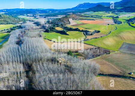 Area agricola e pioppi boschetto. Foto Stock